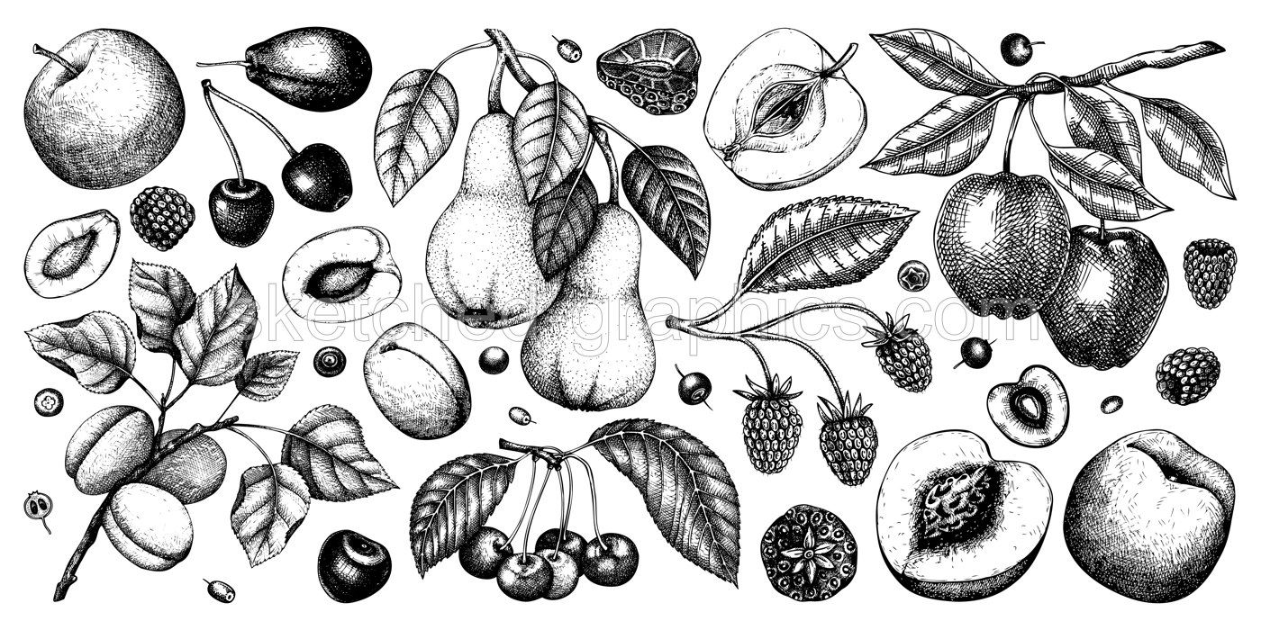 Berry and fruit illustrations set. Hand drawn fruit trees - cherry, plum, apple, peach, apricot, raspberry, strawberry in sketch style. Healthy food drawing in vintage style. Illustration